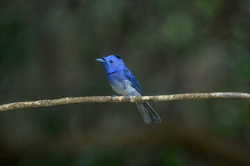 Black-naped Monarch 