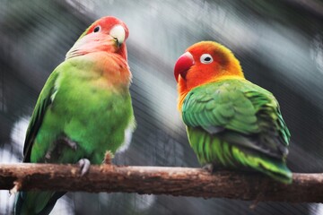 Two vibrant green and orange lovebirds perched closely on a natural wooden branch, showcasing their beautiful tropical feathers and bright red and pink heads in a captivating wildlife photo.