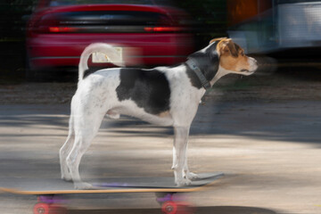 A jack russel dog on a skateboard