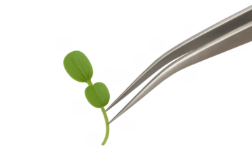 Tweezers holding fragile green seedling plant with transparent background