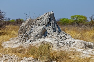 Termitenhügel © Willy