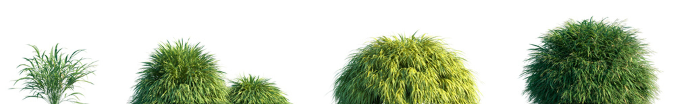 Set of Hakonechloa macra (common names Hakone grass and Japanese forest grass) isolated frontal png on a transparent background perfectly cutout