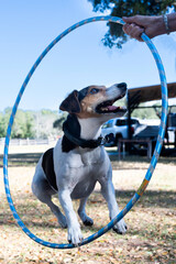 A jack russel dog jumping in a plastic hoop