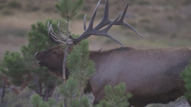 Bull Elk Walking and Tilting Head Back in a meadow with Pines 