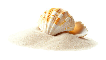 Sea shell sand pile isolated on white, side view PNG