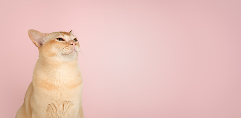 Portrait of a contented Burmese cat