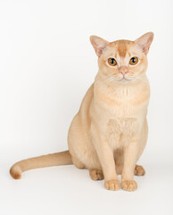 A sitting Burmese cat