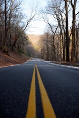 Fototapeta premium Scenic rural road lined with bare trees in autumn forest
