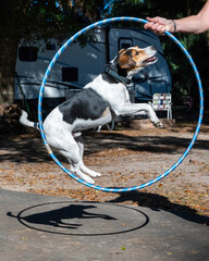 A jack russel dog jumping in a plastic hoop