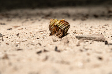 hermit crabon the sand in Maldives island