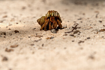 hermit crabon the sand in Maldives island