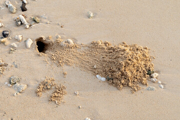hermit crabon the sand in Maldives island