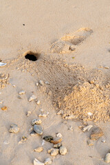 hermit crabon the sand in Maldives island