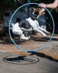 A jack russel dog jumping in a plastic hoop