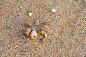hermit crabon the sand in Maldives island