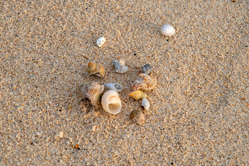 hermit crabon the sand in Maldives island