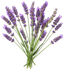 Naklejka premium A vibrant and fragrant bunch of freshly cut lavender sprigs with delicate purple flower spikes and slender green stems, artfully arranged in a radial pattern, isolated on transparent background.