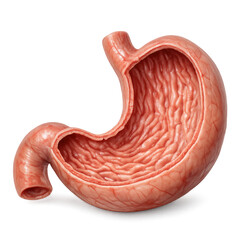 Anatomical human stomach digestive sac muscular organ showing internal mucosa layer with vibrant clinical detail for medical education providing healthy satisfaction