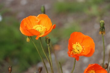 Fototapeta premium qaqortoq, greenland