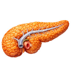 Human pancreas glandular texture organ anatomy medical illustration biological endocrine system detailed health science educational concept isolated transparency background vital firm body