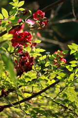 Obraz premium pink red roses summer sunny shadows leaves