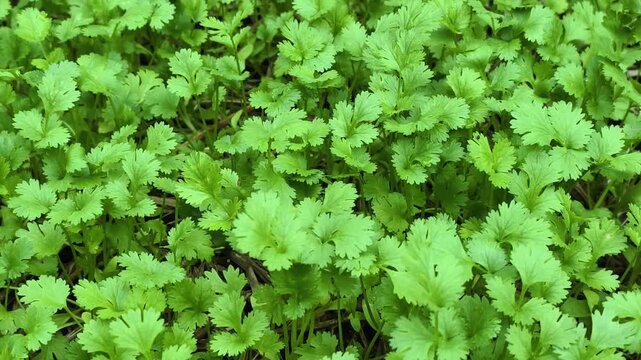 Fresh coriander from the farm.