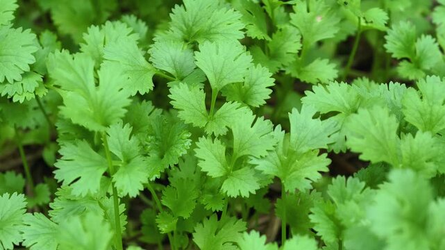 Fresh coriander from the farm.