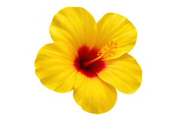 Yellow hibiscus flower showing delicate petals and a vibrant red center, an exotic plant blossom with a transparent background
