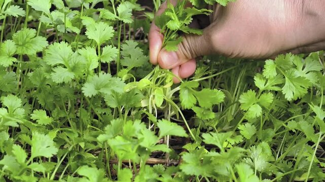 Fresh coriander from the farm.