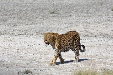 Leopard (panthera pardus) im Etoscha Nationalpark in Namibia