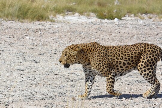 Leopard (panthera pardus) im Etoscha Nationalpark in Namibia