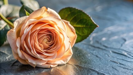 Soft Pink Rose Blooms Alone