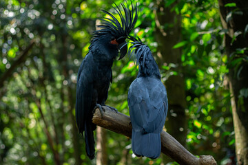 A black king cockatoo perched on a tree branch in a zoo in Lombok, Indonesia on a bright and cool morning.