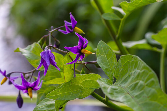 Bittersweet nightshade Solanum dulcamara flowers and buds with leaves. Place for text