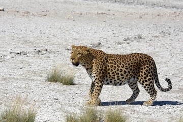 Leopard (panthera pardus) im Etoscha Nationalpark in Namibia