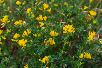 Fototapeta premium Medicago falcata, plant species of the genus Medicago. It is native to much of Europe and Asia