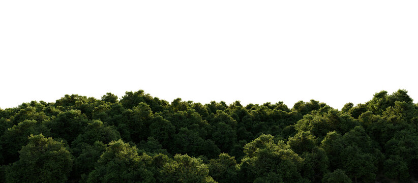 Panoramic Green Forest Treetops Isolated on transparent Background. 3D rendering.