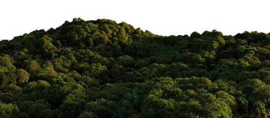 Panoramic Green Forest Treetops Isolated on transparent Background. 3D rendering. © snesivan