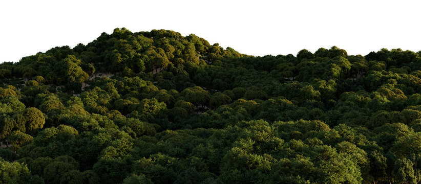 Panoramic Green Forest Treetops Isolated on transparent Background. 3D rendering.