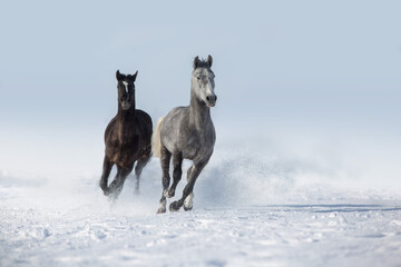 Horse herd in snow