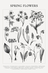 Spring flowers poster. Wild flower hand drawn vectro illustrations. Botanical print design in sketch style. NOT AI generated