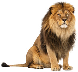 Obraz premium A majestic, mature male lion with a thick, flowing golden-brown mane and intense amber eyes sits attentively in a relaxed posture, exhibiting a powerful yet calm, isolated on transparent background.