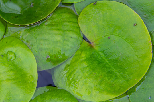 Hydrocharis morsus-ranae, frogbit, is a flowering plant belonging to the genus Hydrocharis in the family Hydrocharitaceae. It is a small floating plant resembling a small water lily