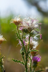Obraz premium The bright purple flower of the carduus acanthoides, known as the spiny plumeless thistle, welted thistle, or plumeless thistle in front of the dark forest background