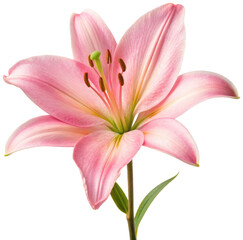 Naklejka premium A vibrant, delicately rendered pink stargazer lily with broad, gently curving petals and prominent golden-brown anthers, gracefully presented on a slender green, isolated on transparent background.