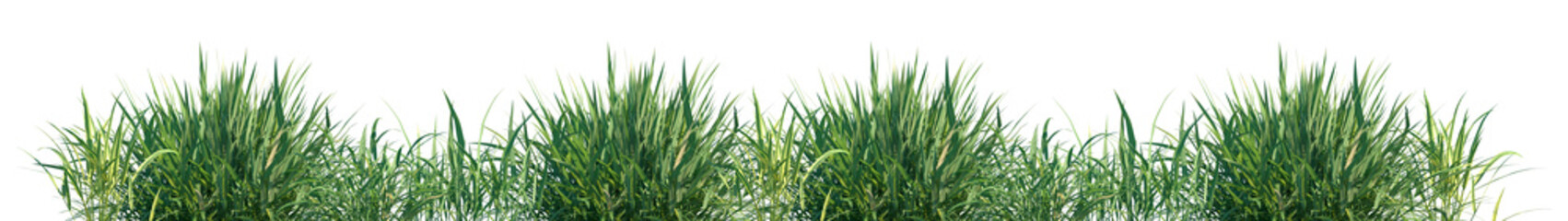 Fototapeta premium Set of Hakonechloa macra (common names Hakone grass and Japanese forest grass) isolated frontal png on a transparent background perfectly cutout