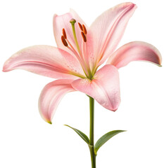 Naklejka premium A delicate, blush-pink Stargazer lily with gracefully curved petals and prominent golden-brown anthers stands upright, showcasing its vibrant floral structure, isolated on transparent background.