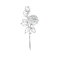 A delicate hand drawn single rose stem in greyscale with two rose heads.