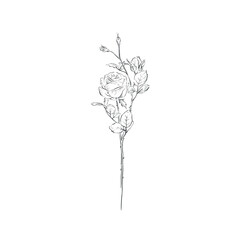 A delicate hand drawn single rose stem in greyscale.