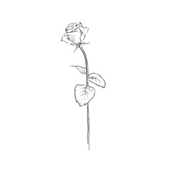 A single rose stem hand drawn in greyscale